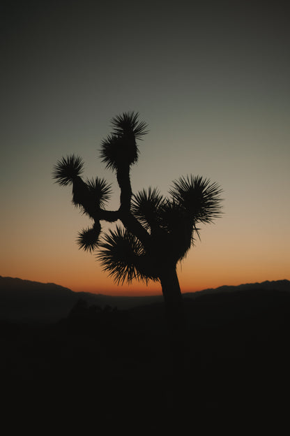 Joshua Tree